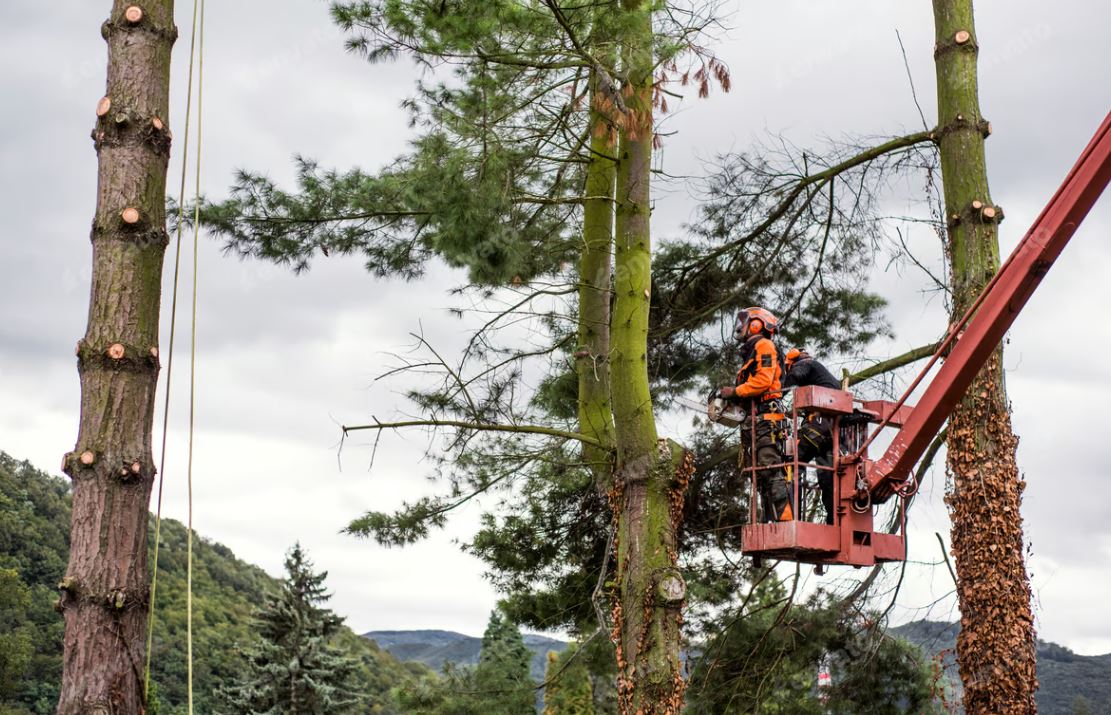 tree lopping near me