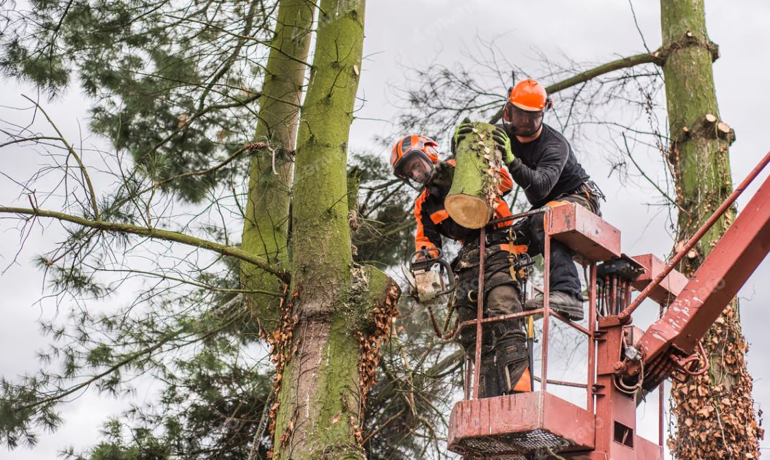 tree lopping sydney